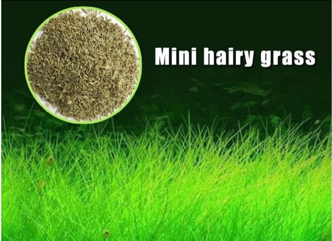 Mini Hairy Grass