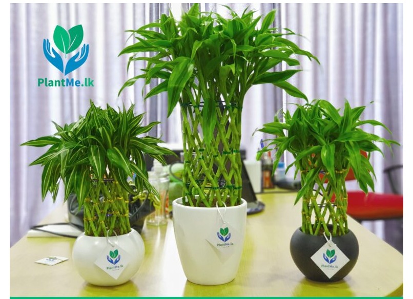 Lucky Bamboo in Black Pot – Premium Indoor Plant