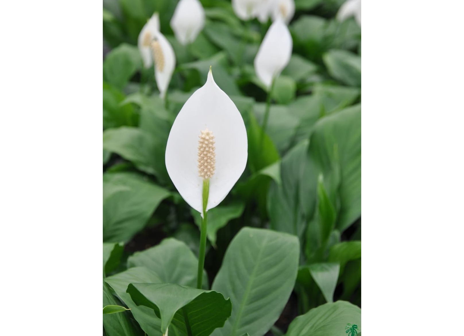 Giant peace lilies