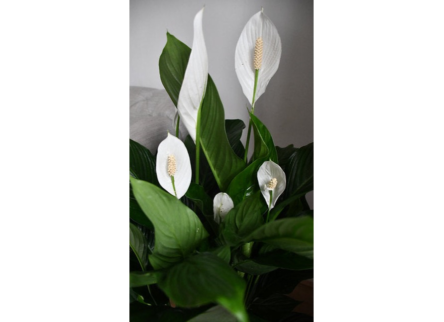 Giant peace lilies