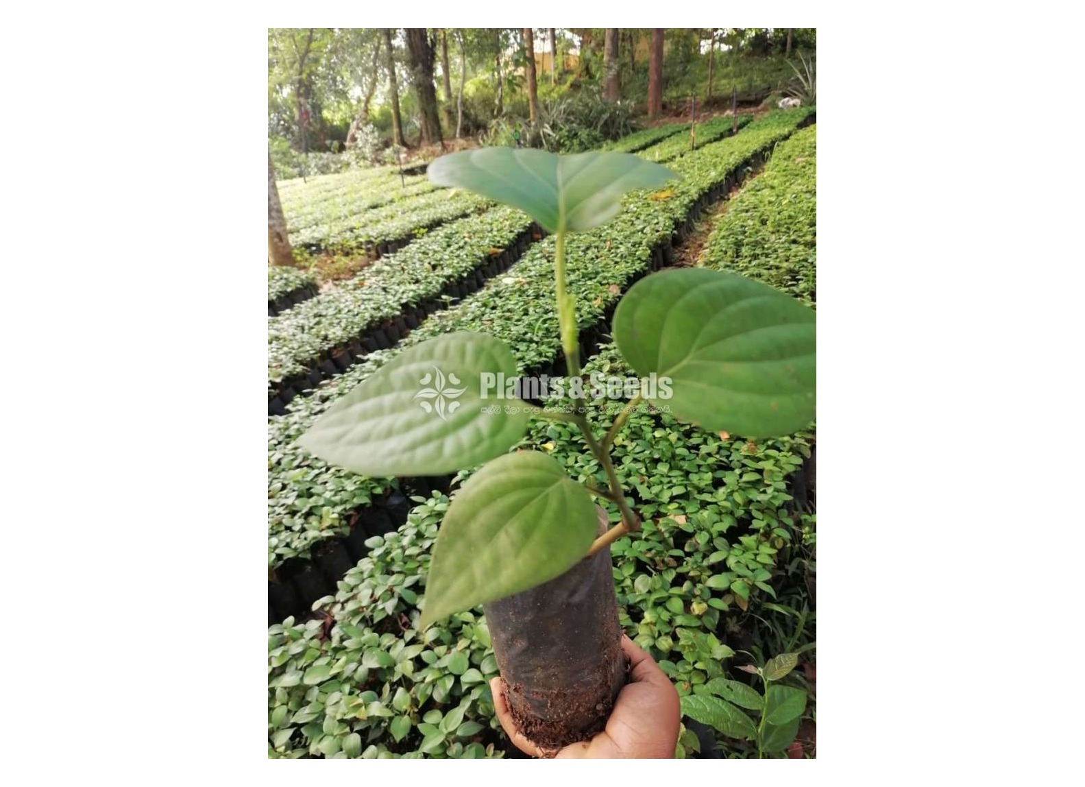 Pepper plants