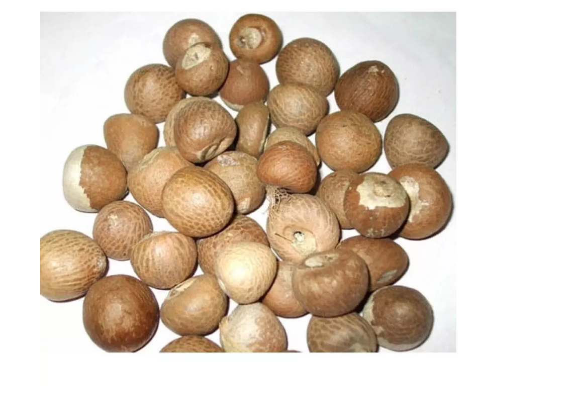 New fresh Areca nut Areca catechu Betel  dried nuts