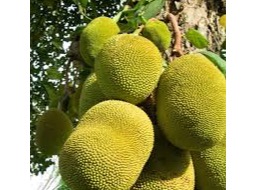 කොස්