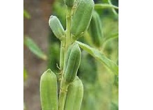 තල ඇට
