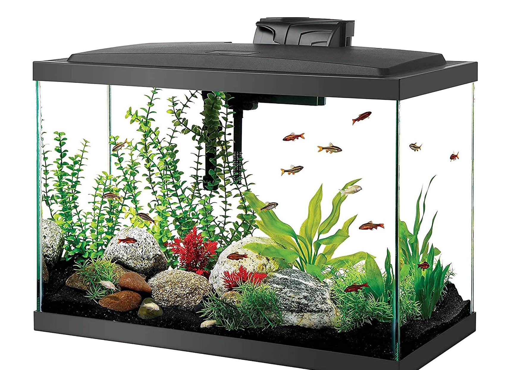 I want a fish tank