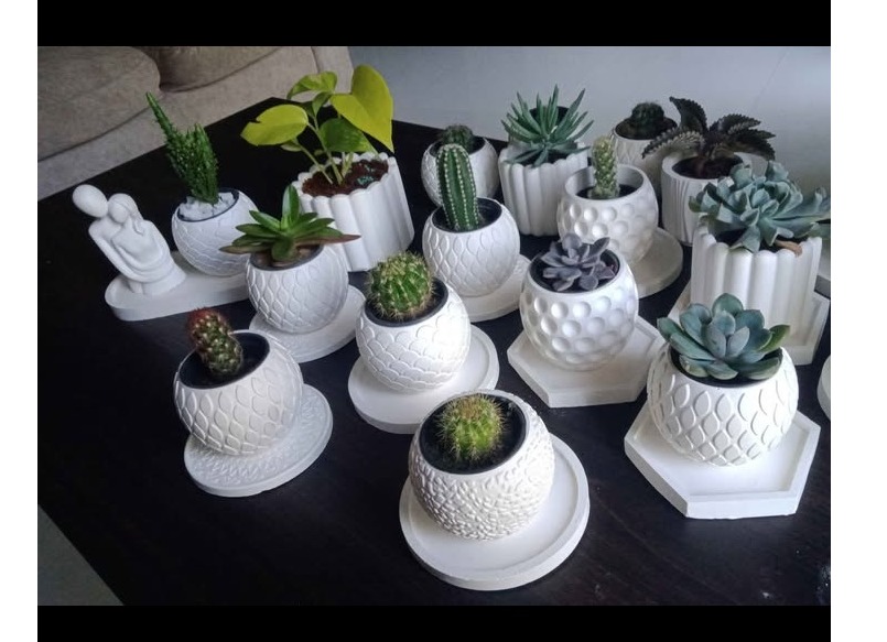 Cactus pots and cactus plant(cod available) ඉතාමත් උසස් තත්ත්වයට සහ අඩුම මිලට අපෙන්