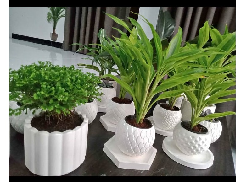 Cactus pots and cactus plant(cod available) ඉතාමත් උසස් තත්ත්වයට සහ අඩුම මිලට අපෙන්