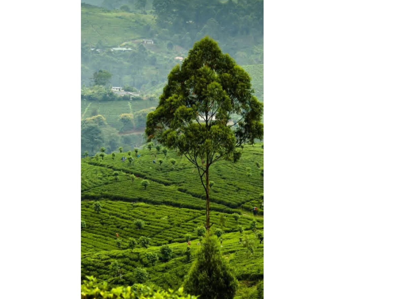 Very beautiful nature land for sale srilanka kandy