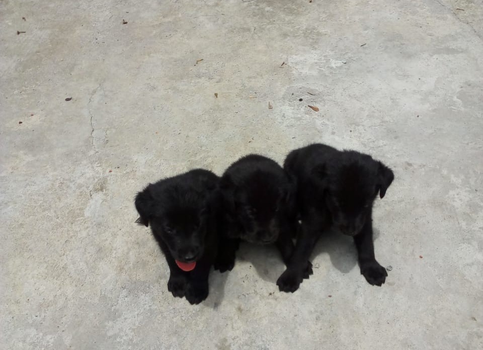 "Rare Sheprador Mix Puppy, 3 Weeks old