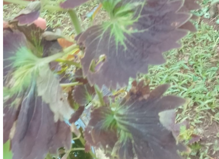 brown colour colias