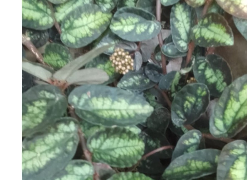 hanging plant