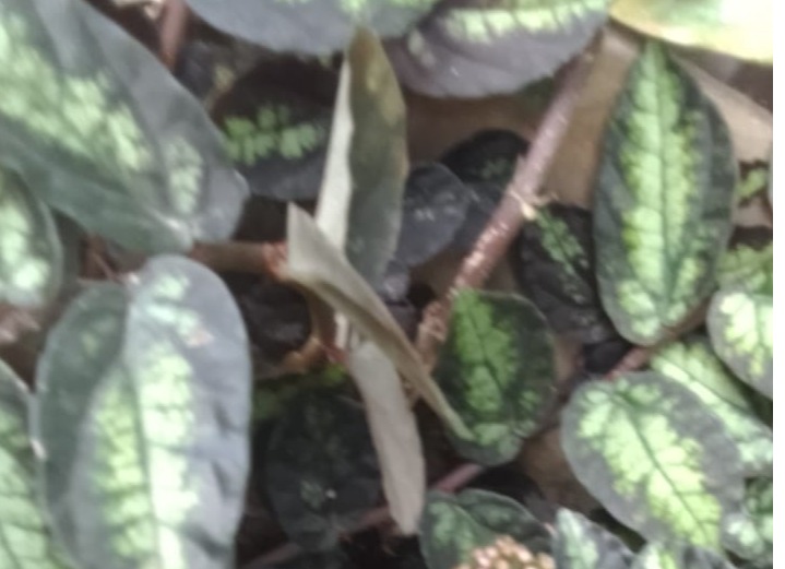 hanging plant
