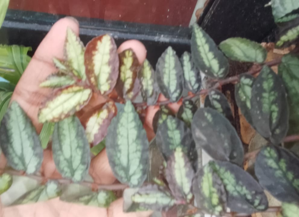 hanging plant