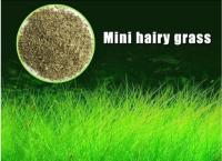 Mini Hairy Grass