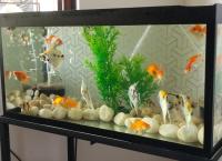 FISH TANK AND ACCESSORIES