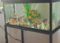 FISH TANK AND ACCESSORIES