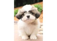 Shih Tzu Puppy