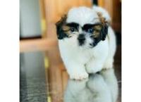 Shih Tzu Puppy