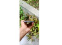 Samsung Galaxy M20
