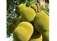 කොස්