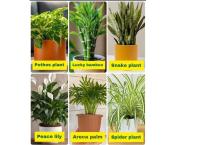 Cactus pots and cactus plant(cod available) ඉතාමත් උසස් තත්ත්වයට සහ අඩුම මිලට අපෙන්