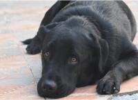 "Rare Sheprador Mix Puppy, 3 Weeks old