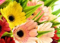 Bouquet Of 20 Mixed Gerbera