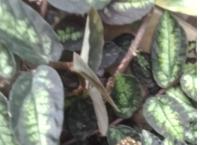 hanging plant