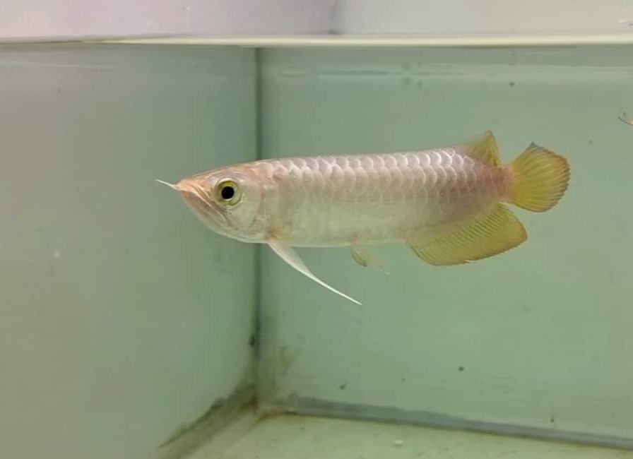 Crossback Golden Arowana