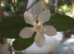 flower plants