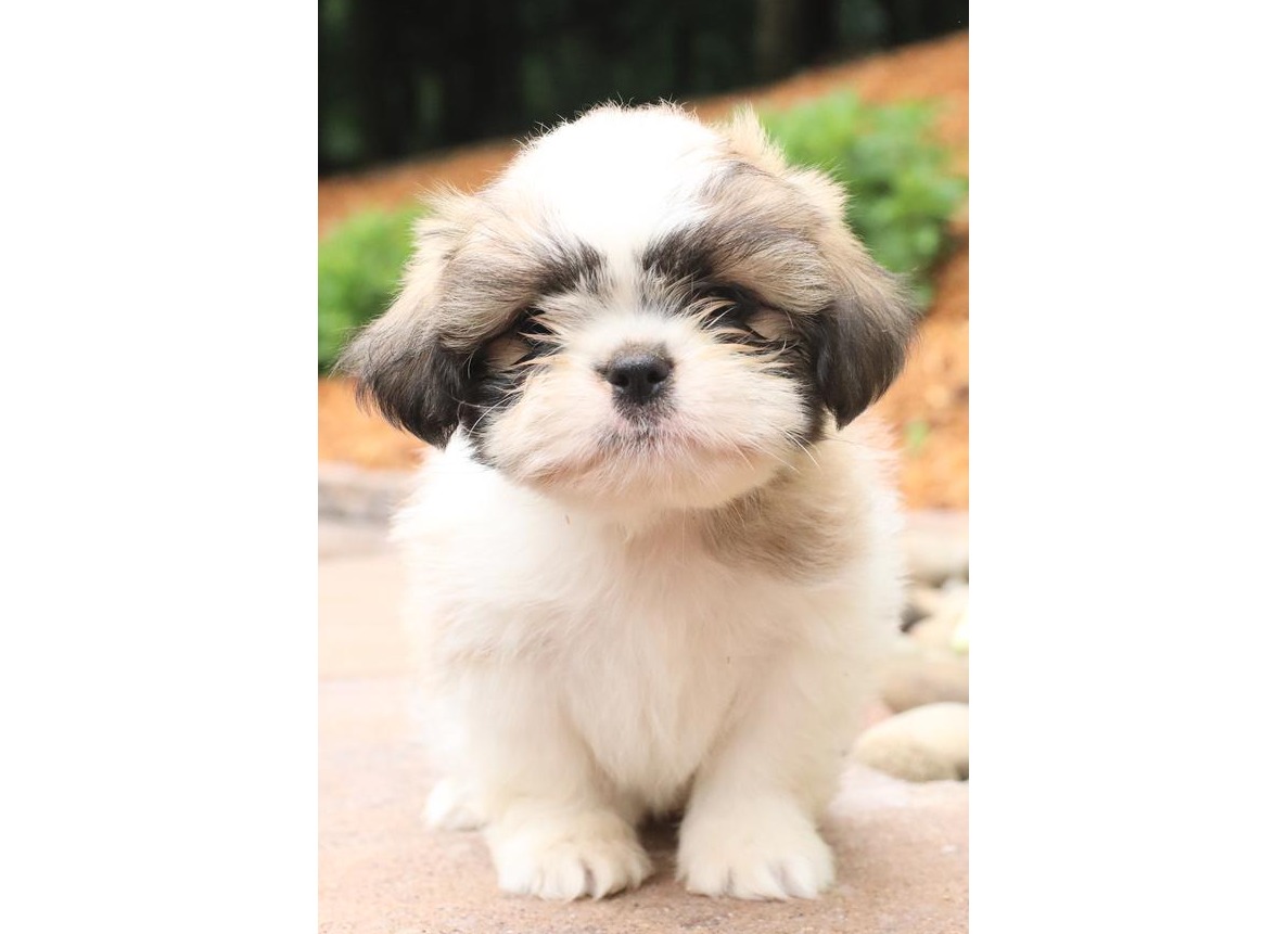 Shih Tzu Puppy