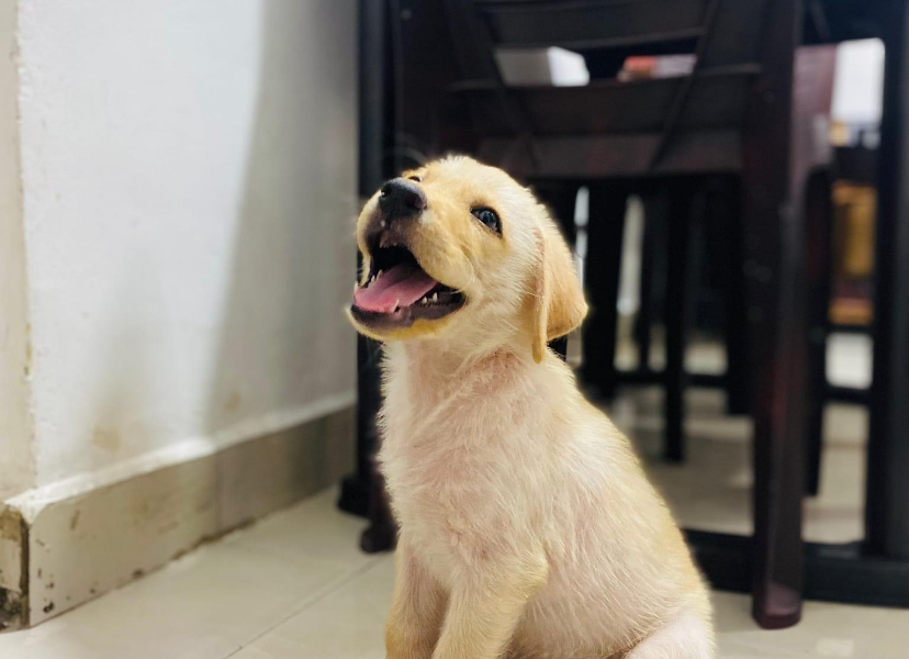 Male puppy