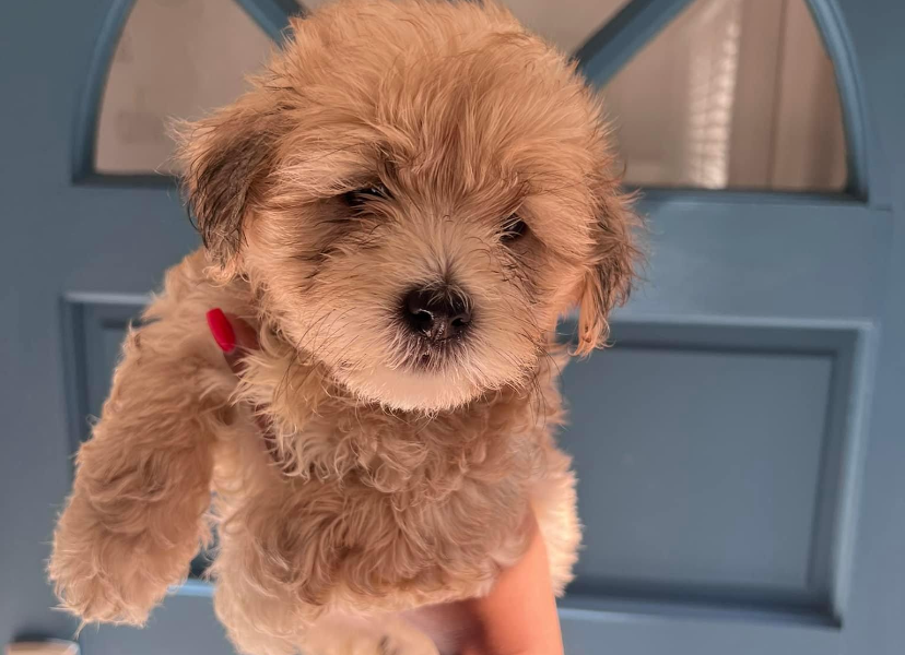 Brown colour puppy