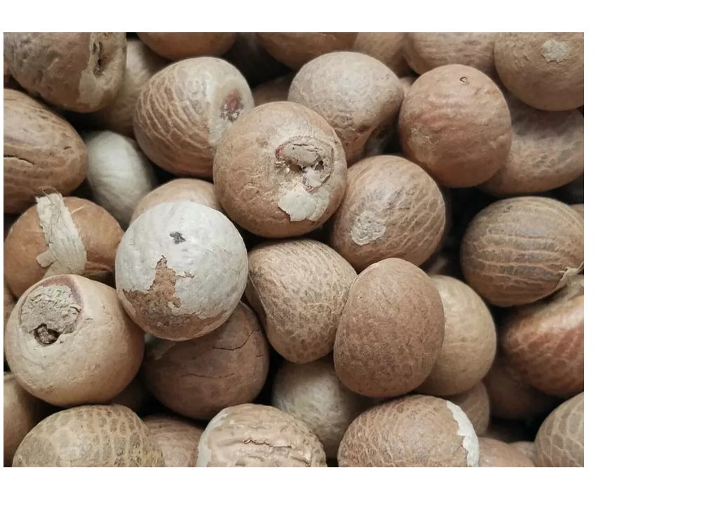 New fresh Areca nut Areca catechu Betel  dried nuts