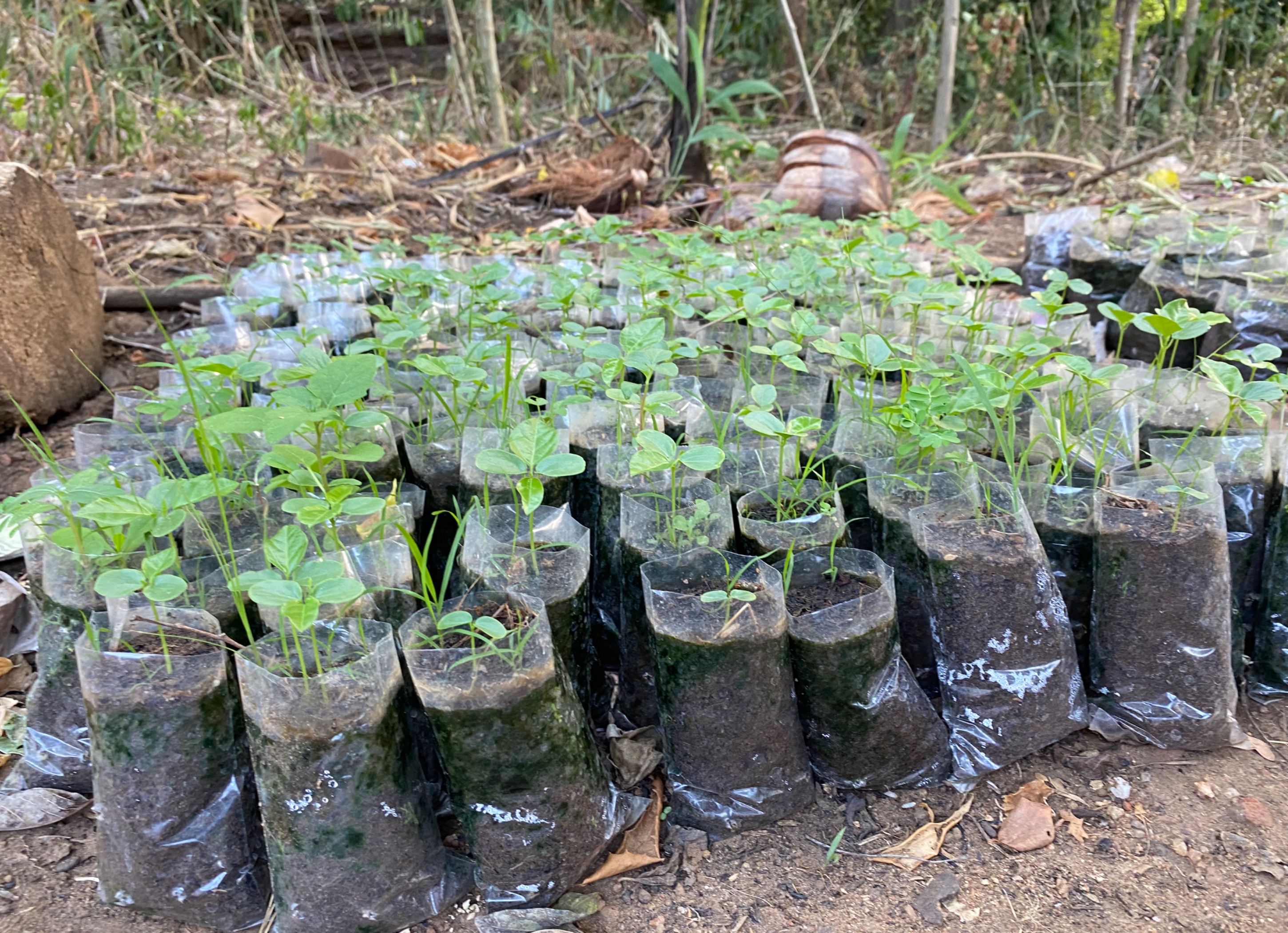පැශන් ෆෘට් පැල තොග සහා සිල්ලර