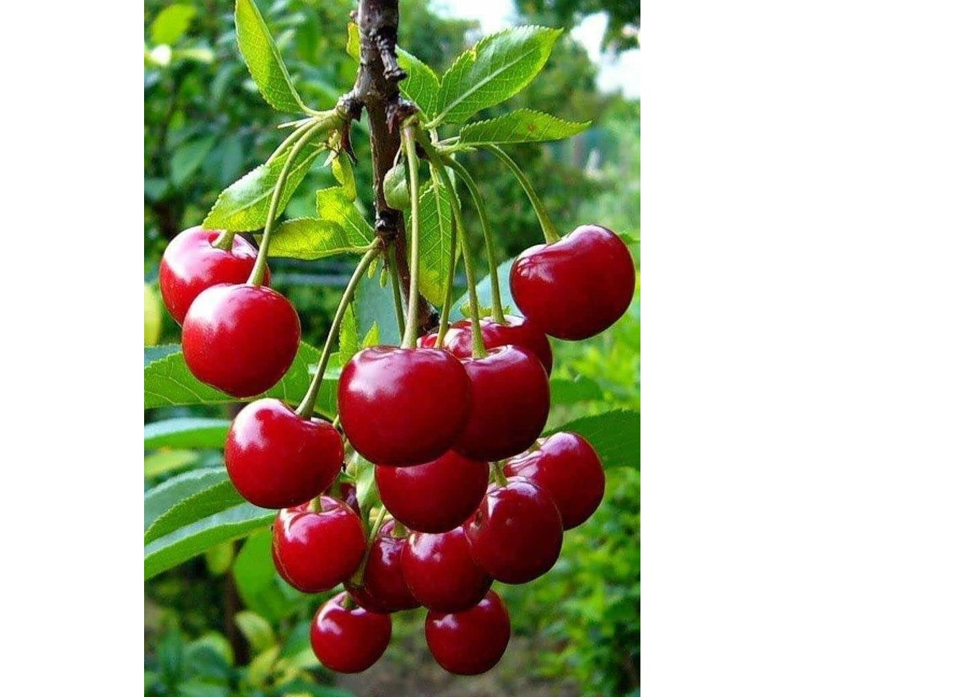 Cherry fruit plant