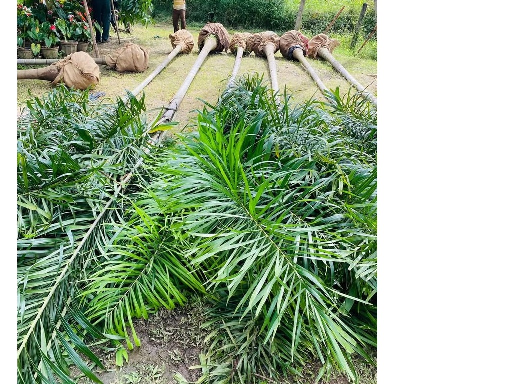 Foxtail & Golden veitchia Palm plants