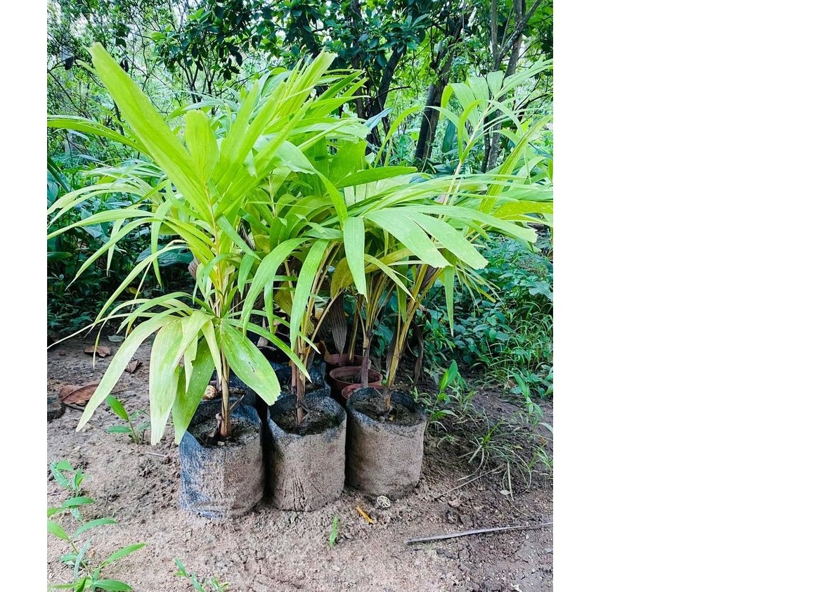 Foxtail & Golden veitchia Palm plants