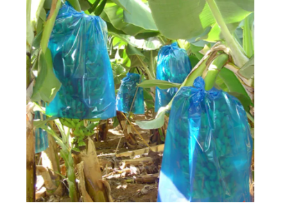 Banana protection plastic bag (50 BAGS) bunch cover 20 micron blue