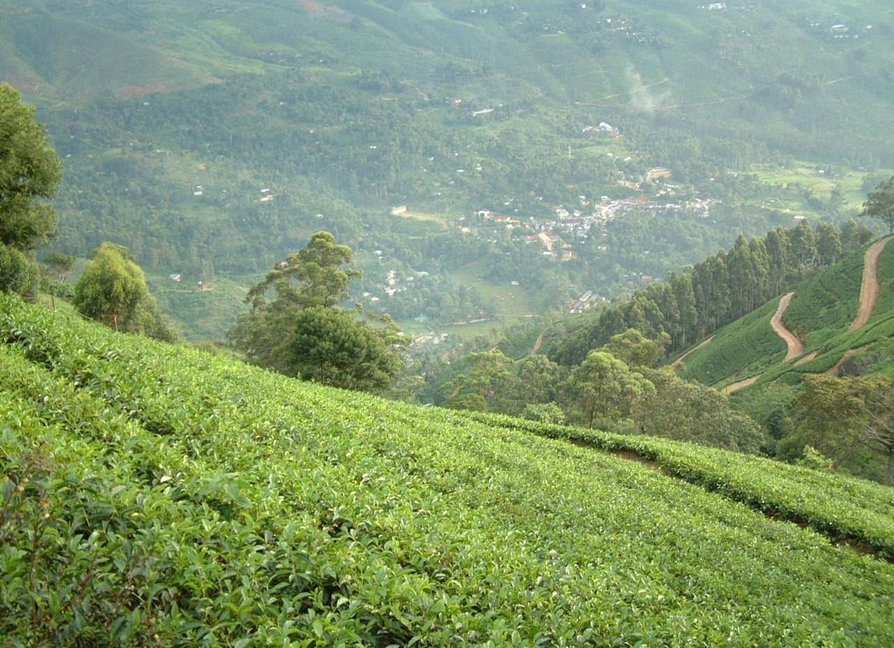 Embrace the serene beauty of Sri Lanka's famed tea country with our exclusive land sale in Nuwara Eliya.