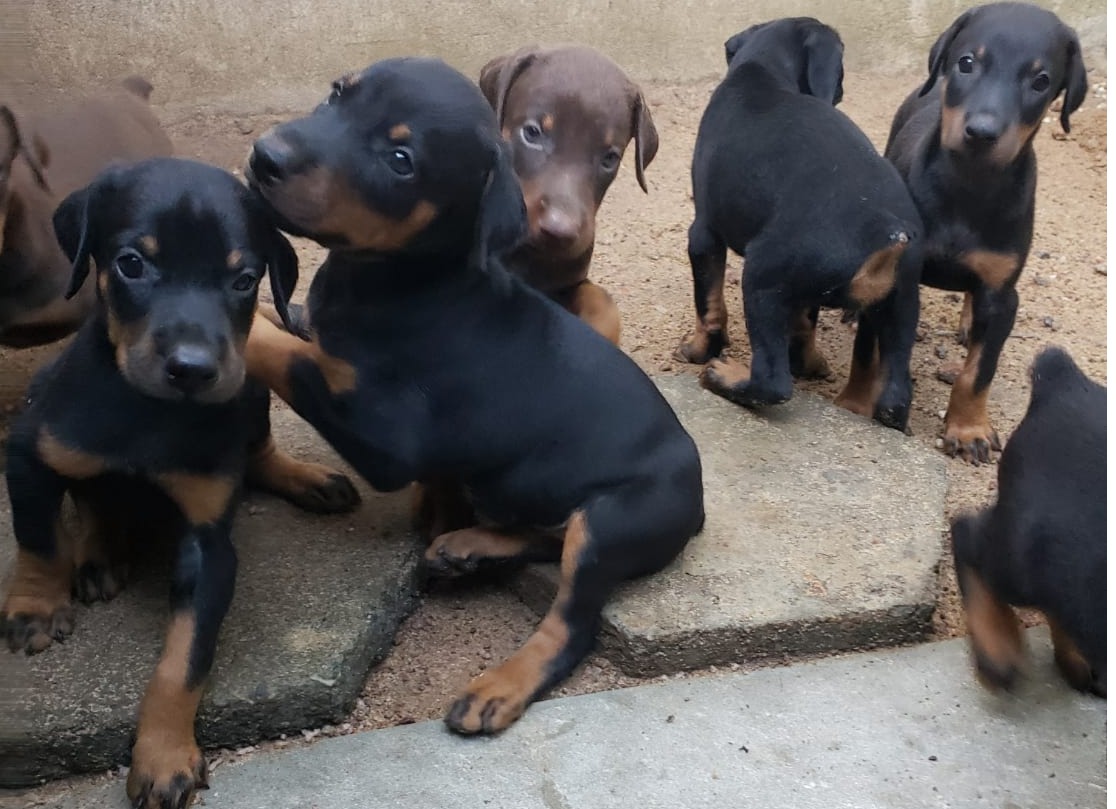 Doberman Puppies for sale 🐶🐶