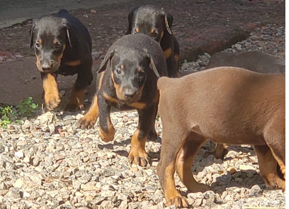 Doberman Puppies for sale 🐶🐶