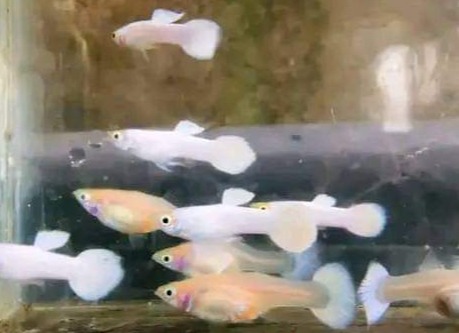 Ornamental Fish Gappi wholesale