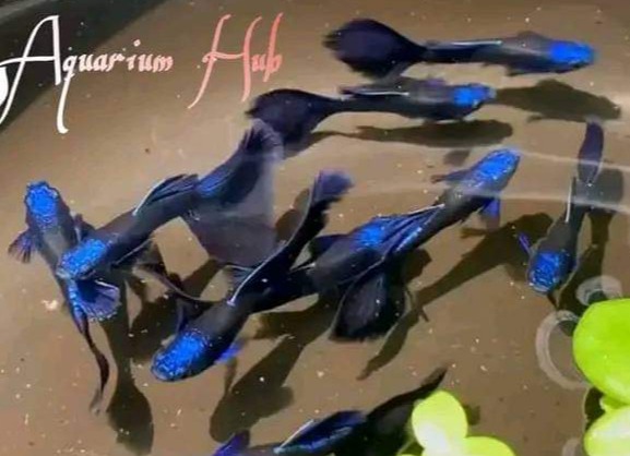 Ornamental Fish Gappi wholesale