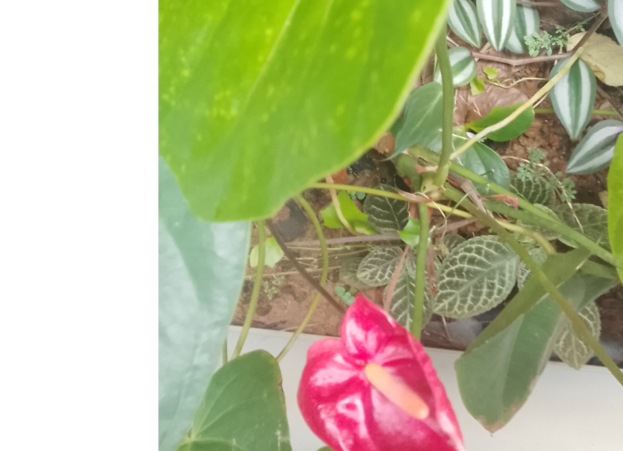 Anthurium flowers