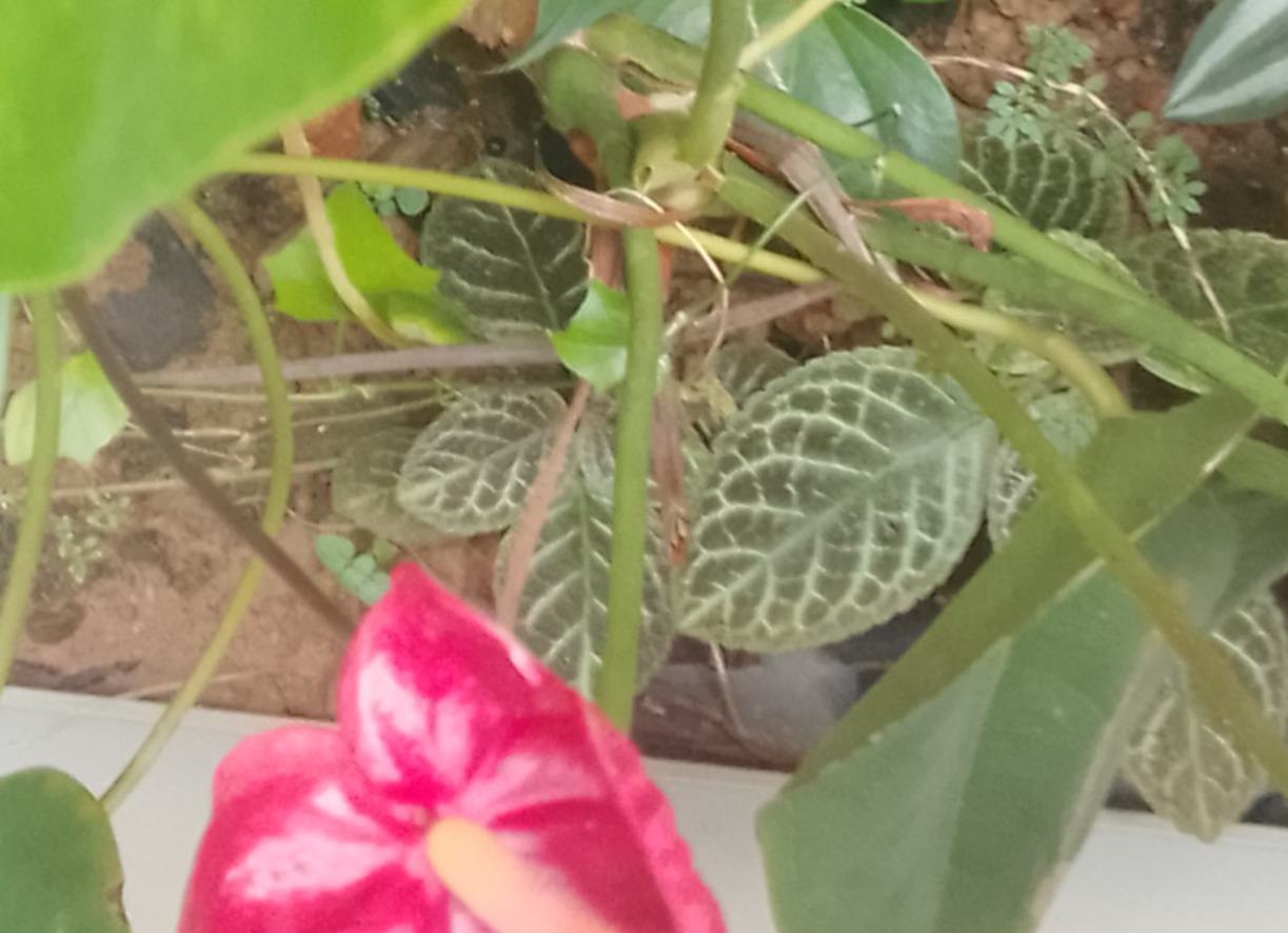 Anthurium flowers