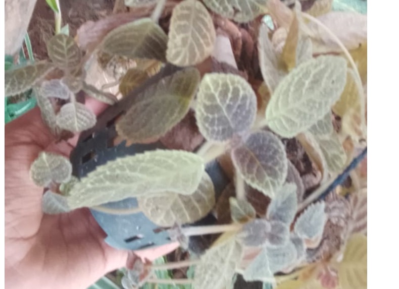 brown colour hanging plant