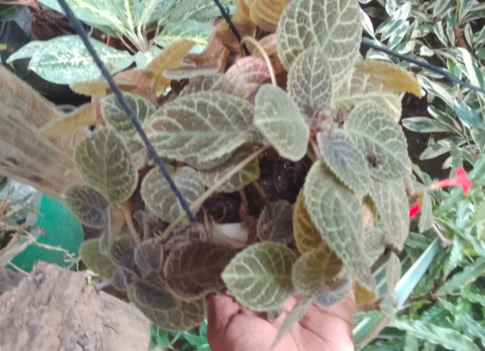 brown colour hanging plant