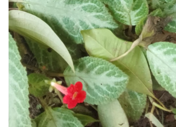 green colour hanging plant