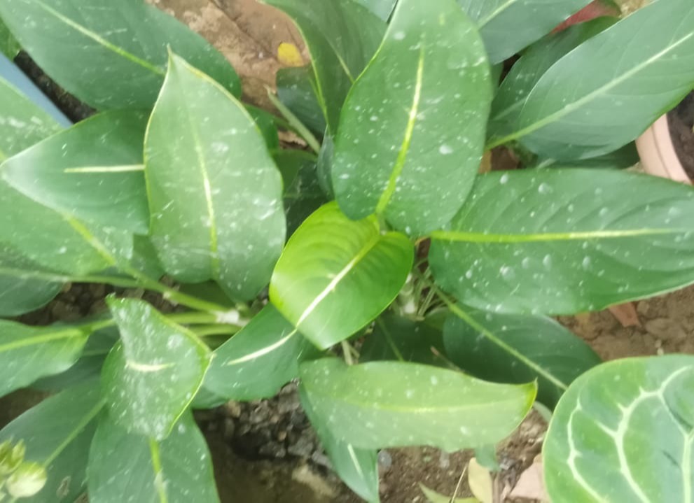 variety of potato leaves